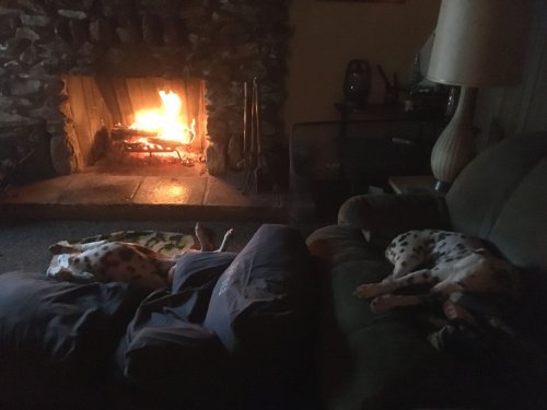 dogs in front of fire